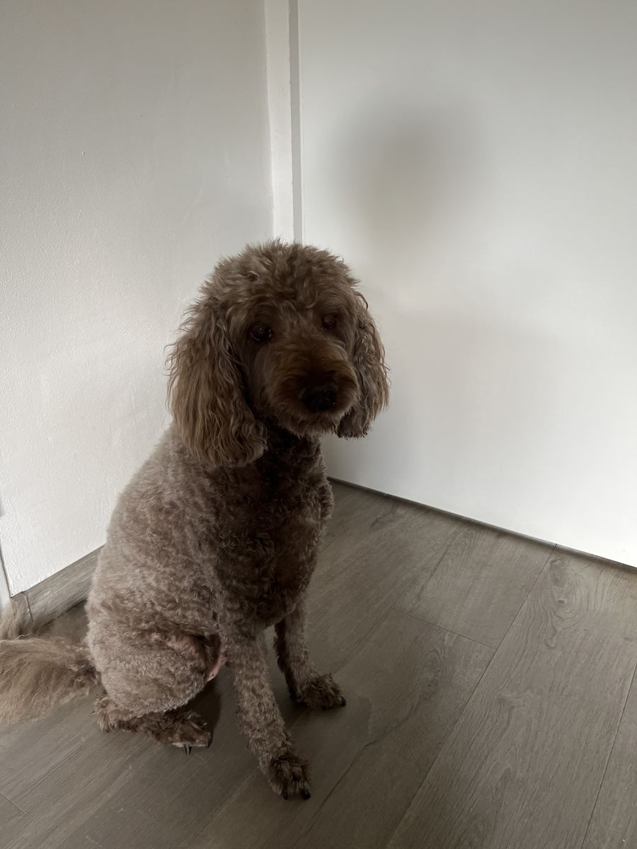 Een bruine Australian labradoodle zit thuis tegen een witte muur, net getrimd