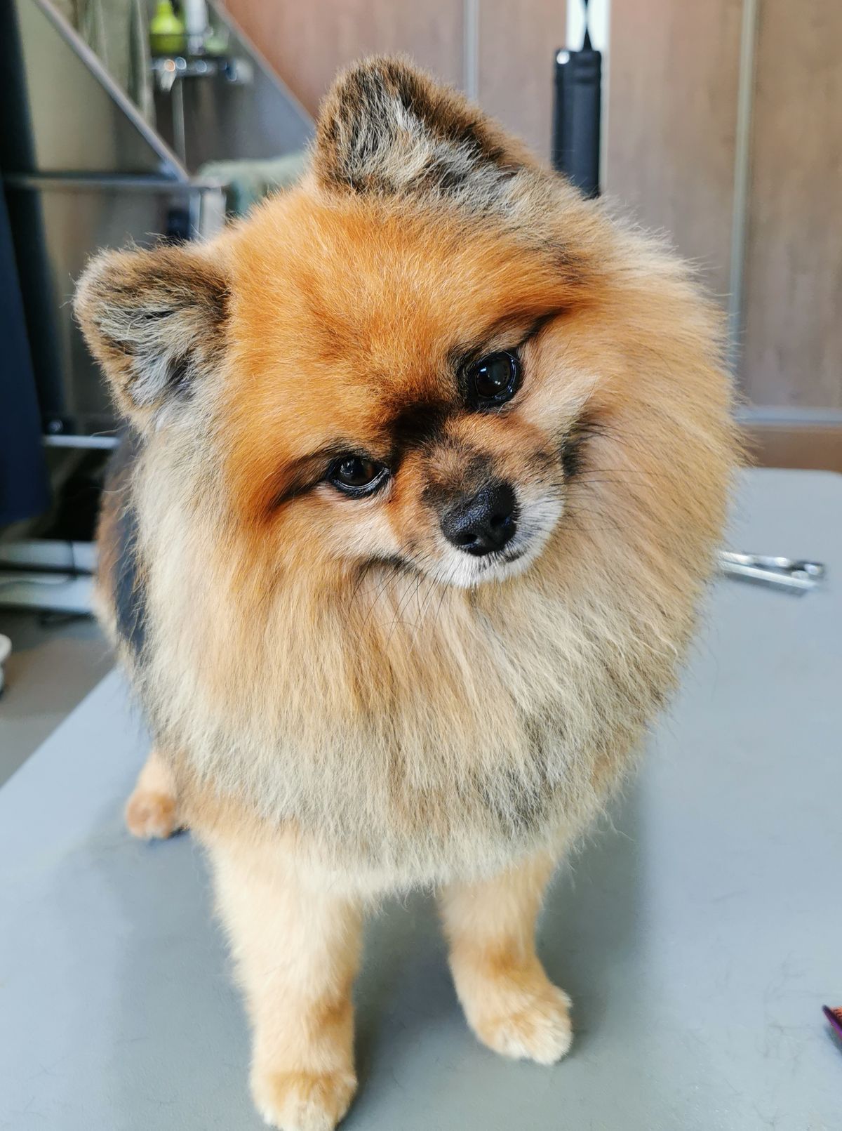 Een oranje pomeranian staat na het trimmen op de trimtafel, kop schuin