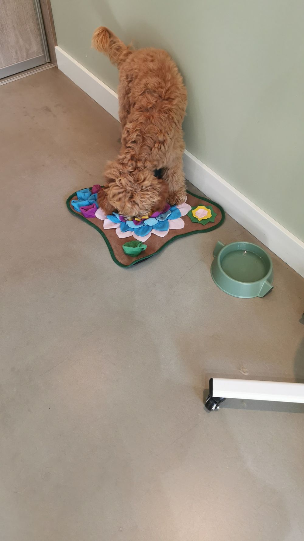 Een blonde doodle snuffelt met zijn neus in de bonte snuffelmat op de vloer van de salon