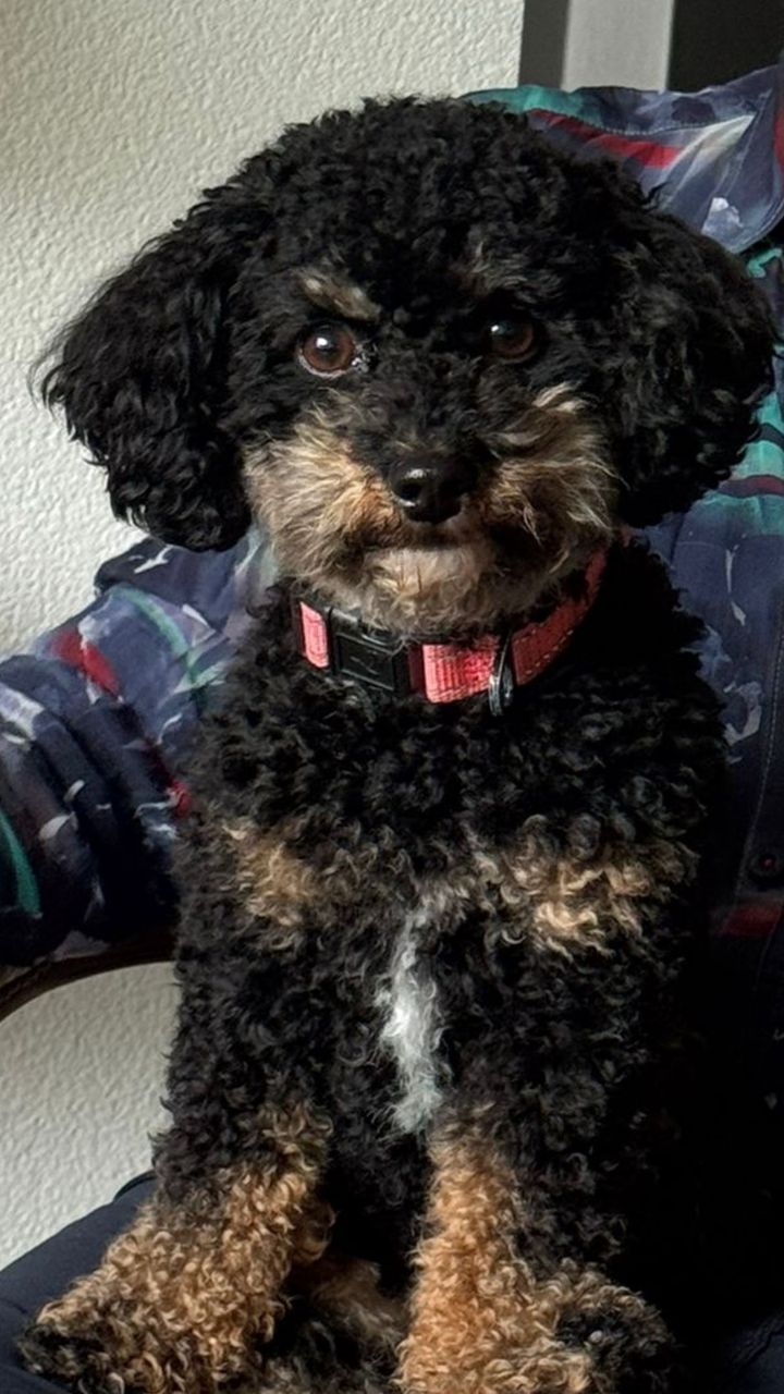Jacky, een zwart met bruine maltipoo, net getrimd